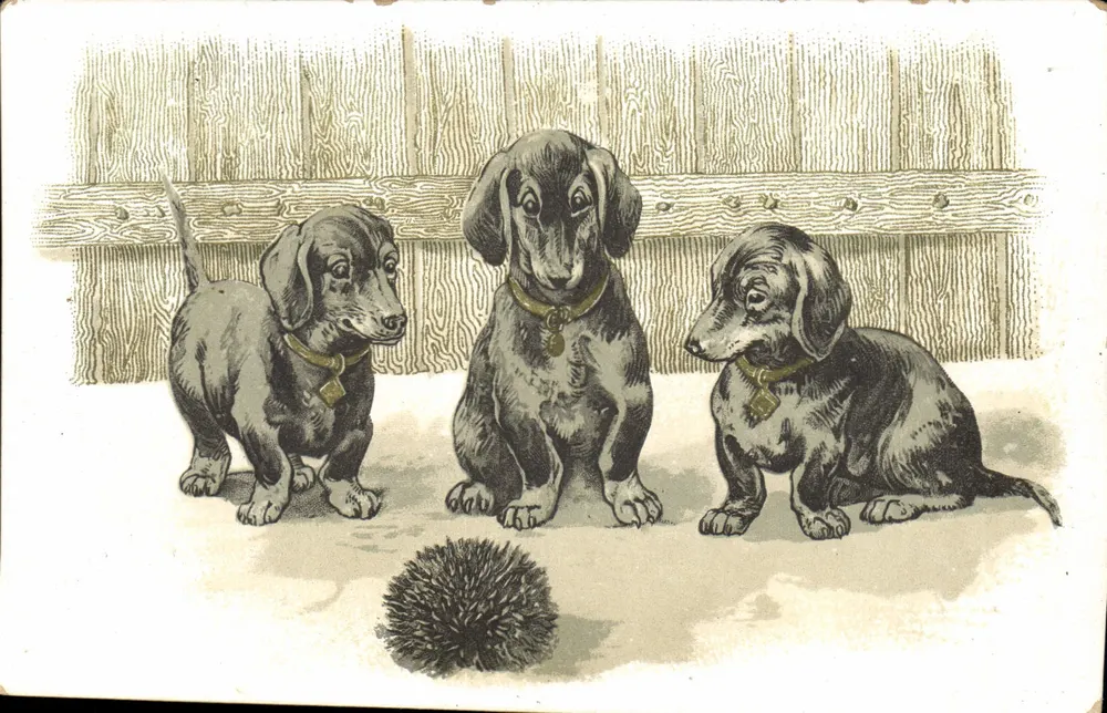 Três cachorros filhotes de dachshund — brincando com uma bola — editor Othon - Frente