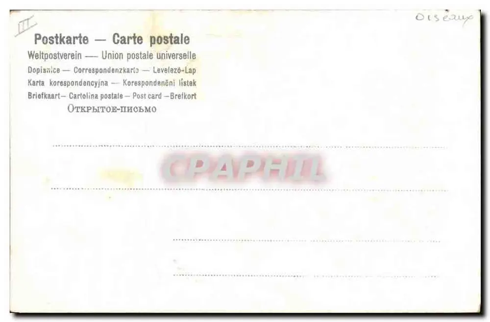 Pássaros e margaridas — cena campestre — editor desconhecido - Verso