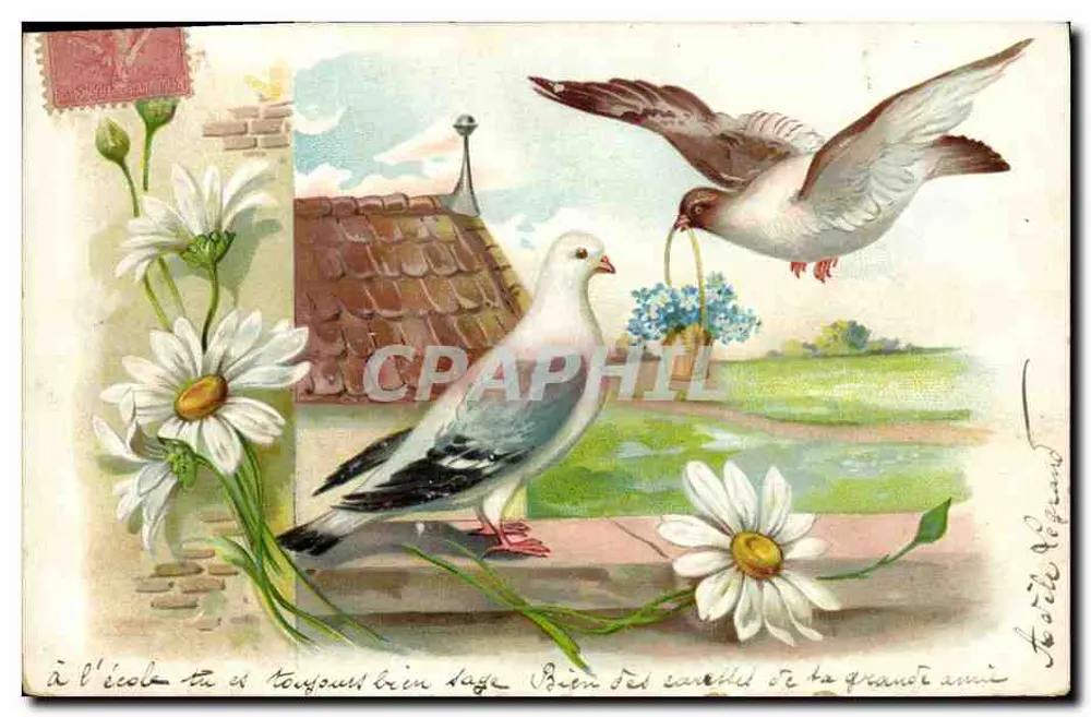 Pássaros e margaridas — cena campestre — editor não visível - Frente