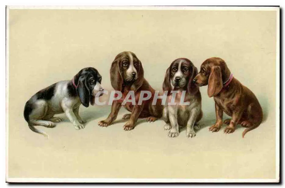 Cztery szczeniaki rasy basset — wydanie nieznane - Awers