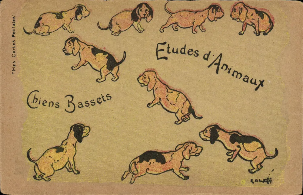 Cães Basset — Estudos de Animais — 'Minhas Cartas Postais' editora - Frente