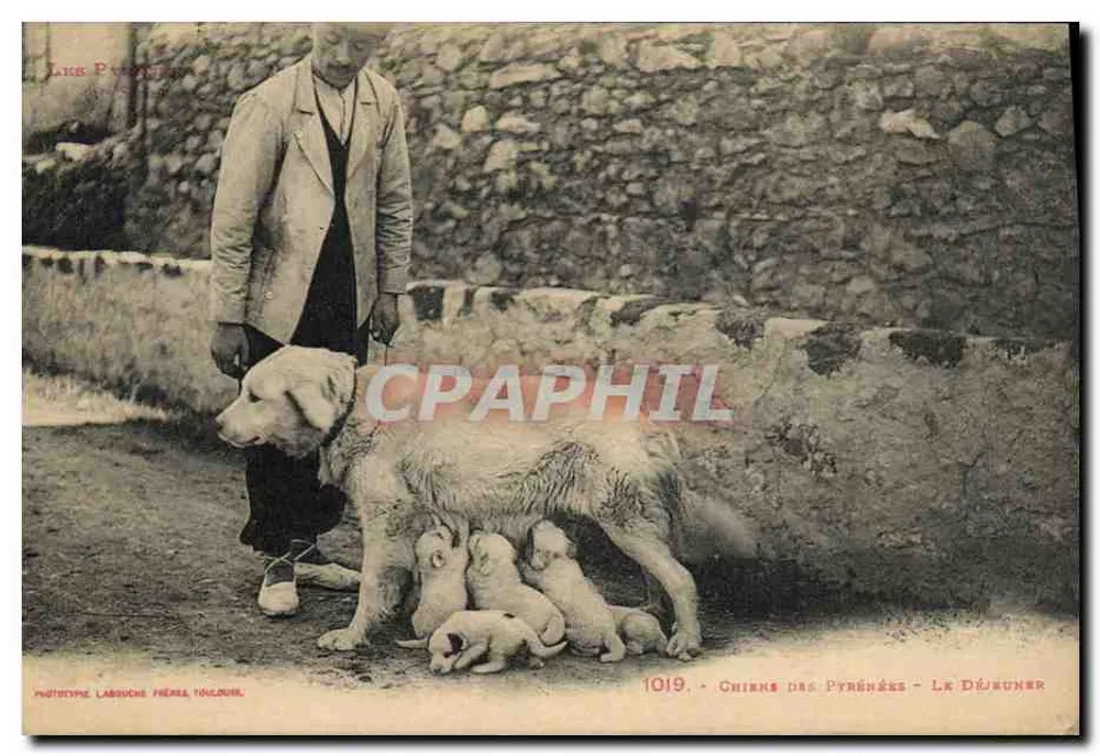 Pirinees honden - Het Lunch — Phototype Labouche Frères, Toulouse, n°1019 - Voorkant