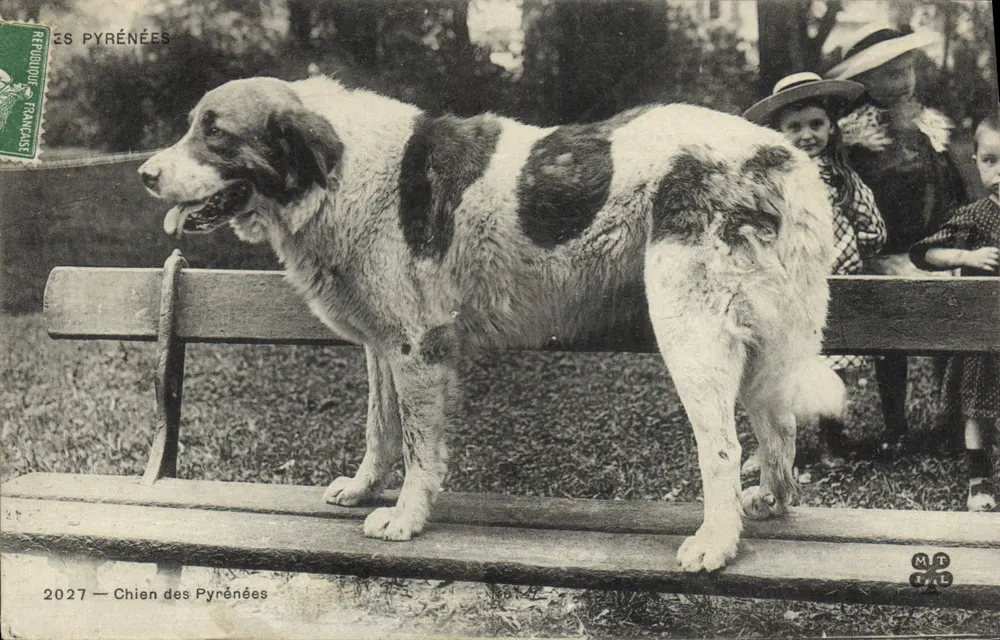 Cão dos Pirineus — 2027 — MT & L - Frente