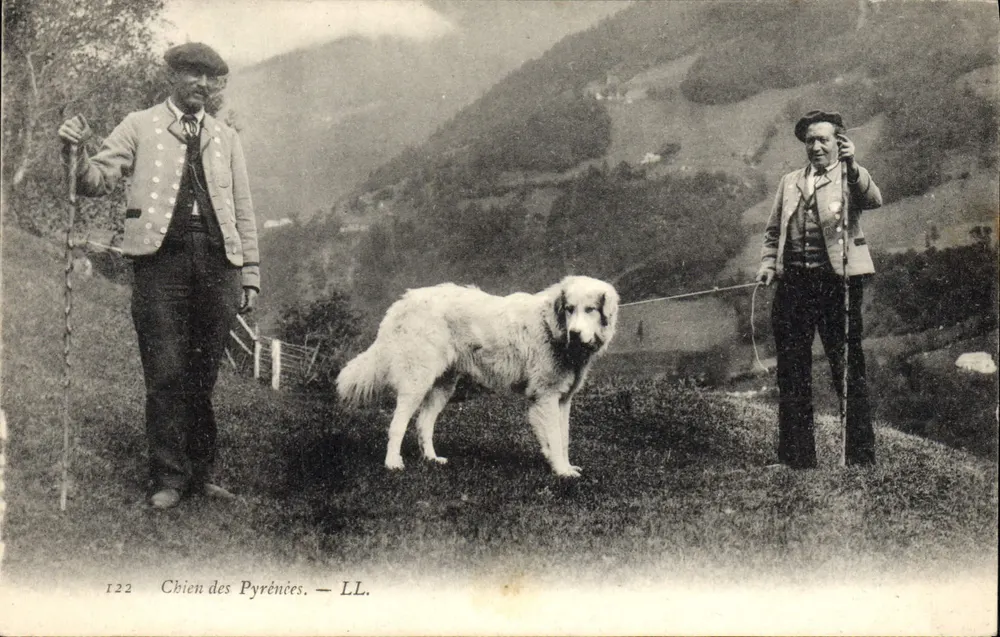 Cão dos Pirineus — LL. — N° 122 - Frente