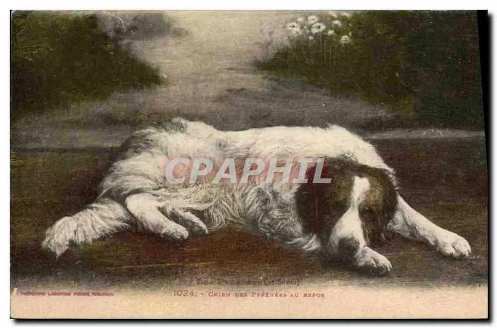 Cão dos Pirineus em repouso — série 1024 — editor: Derivative Laingue Poiré, Polleur - Frente
