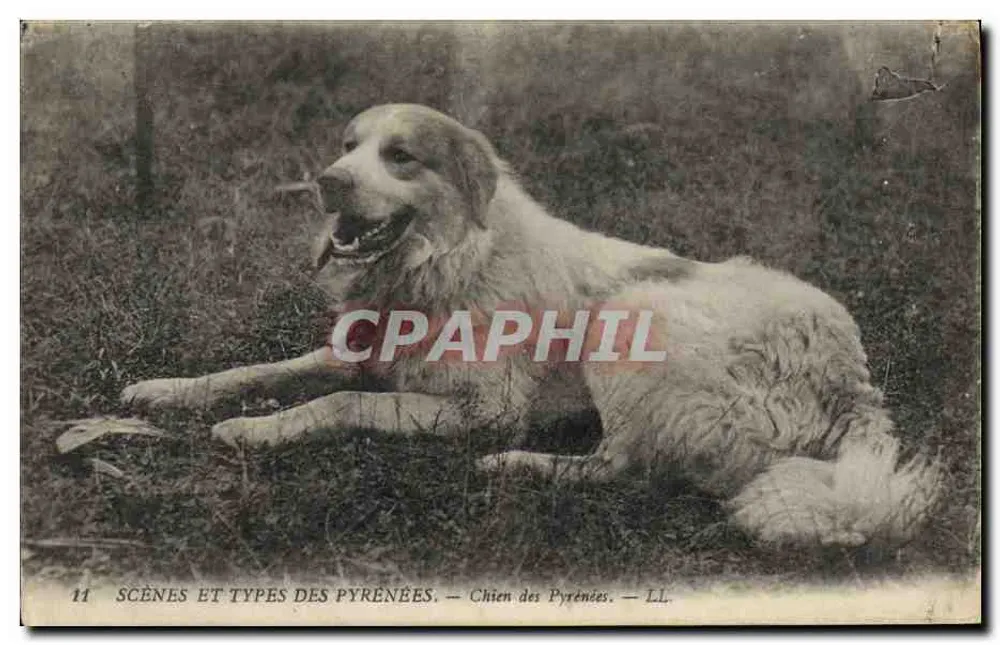 Cão das Pirineus — SCÈNES ET TYPES DES PYRÉNÉES — LL. n°11 - Frente