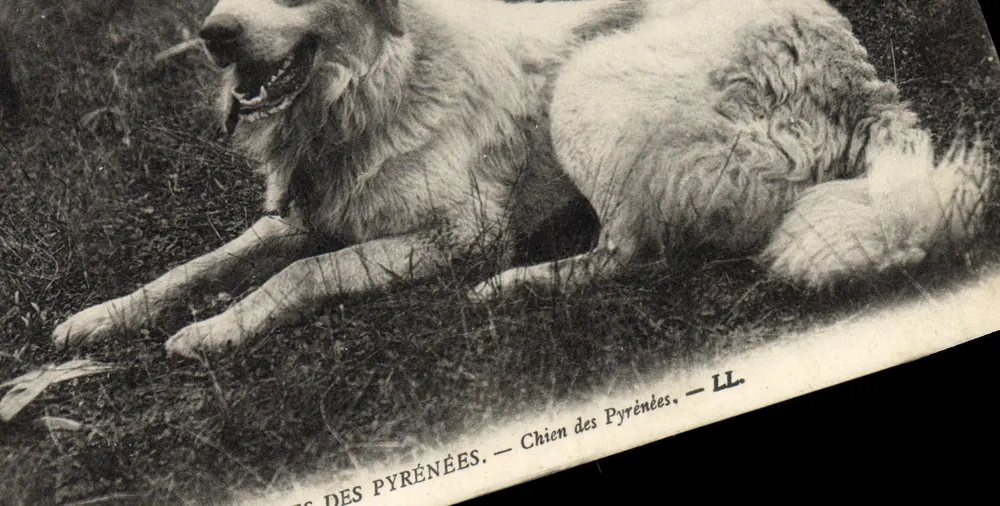 Cão dos Pirineus — LL. - Frente