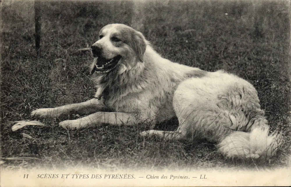 Cão das Pirineus — CENÁRIOS E TIPOS DOS PIRINEUS — LL - Frente