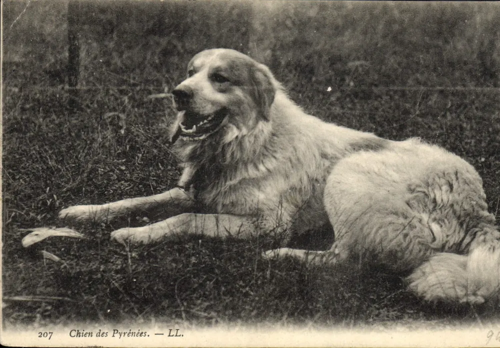 Cão das Pirineus — LL. — n°207 - Frente