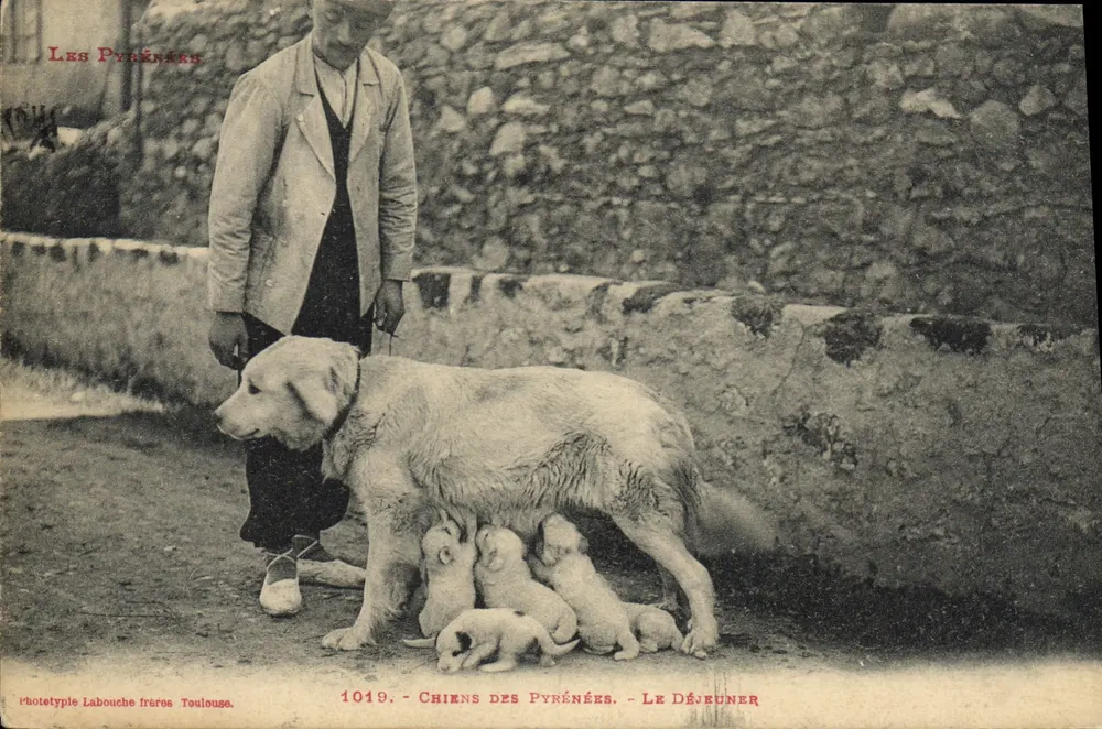 Cães dos Pirineus — O Almoço — Fototipia Labouche frères Toulouse — n° 1019 - Frente