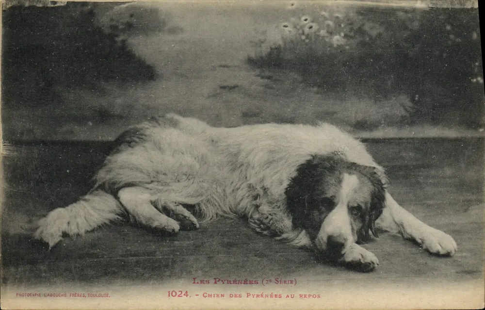Cão dos Pirineus em repouso — 2ª série — Fototipia Labouche Frères, Toulouse, n° 1024 - Frente