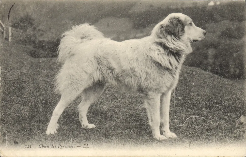 Cão das Pirineus — LL. — n°121 - Frente