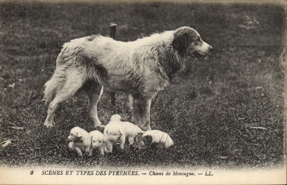 Cães de Montanha — LL. — Cenas e Tipos dos Pirineus — n°9 - Frente