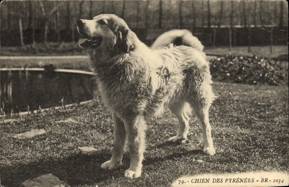 Cão das Pirineus — BR-1034 — editor BR - Frente