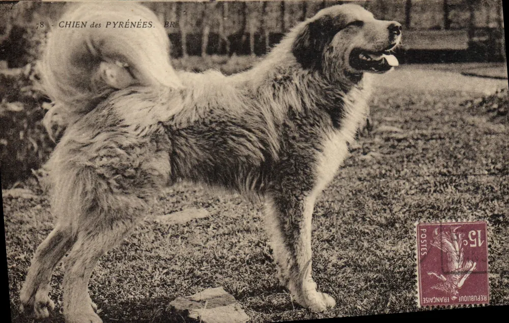 Cão dos Pirineus — Bruxelas — Editor Bloc Frères, Bordeaux, n°78 - Frente