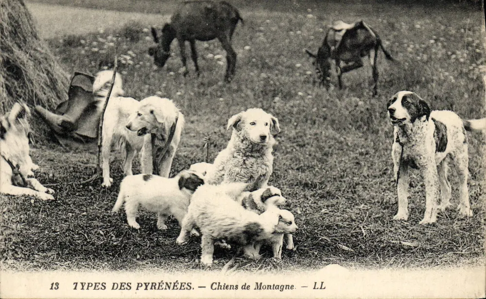 Cães de Montanha — Tipos dos Pirineus — LL - Frente