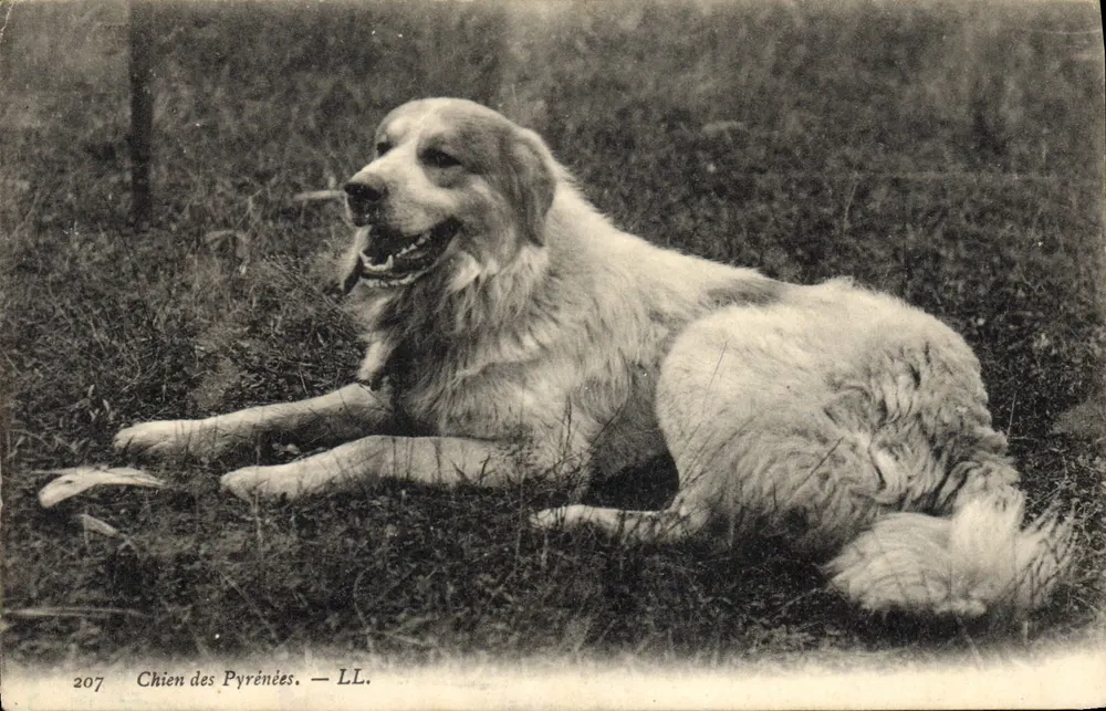Cão dos Pirineus — LL. — n° 207 - Frente