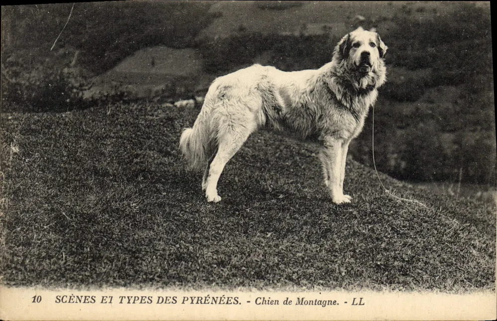 Cane da montagna — Scene e tipi dei Pirenei — LL - Recto
