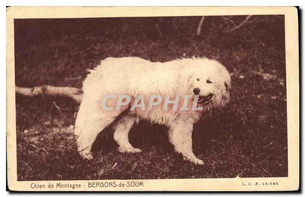 Bergschaf - BERGONS-de-SOUM — Edition P. DOUCET-LAVERGE - Vorderseite