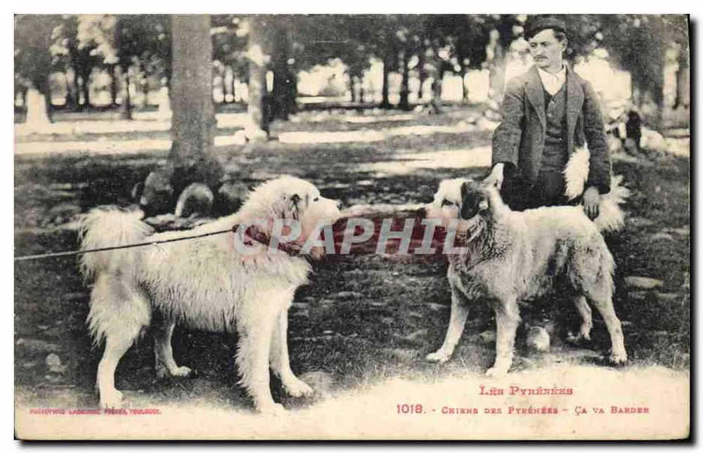 Cães dos Pirineus — Ça va BARDER — Editor: Fototipia Labeur, Toulouse — N° 1018 - Frente