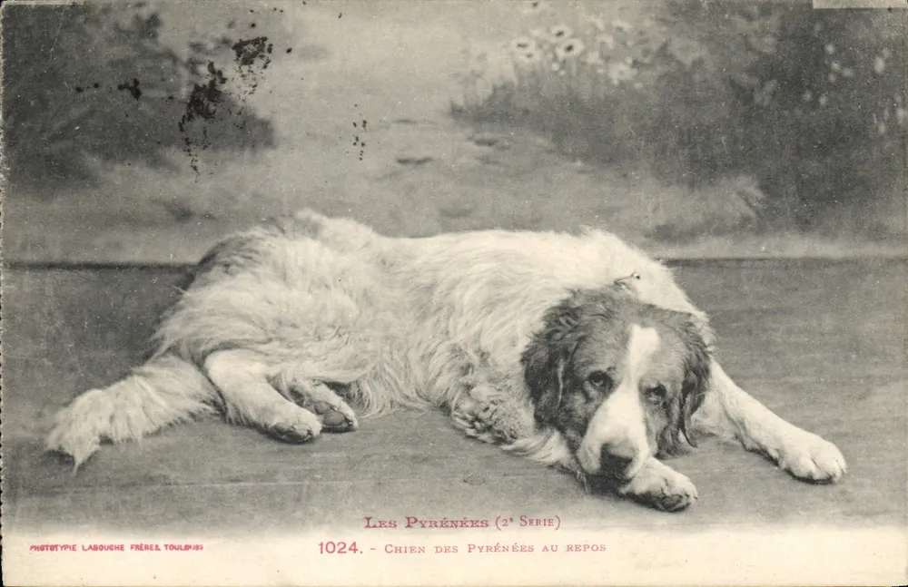 Cão dos Pirineus em repouso — 2ª série — Fototipia Labouche Frères, Toulouse - Frente