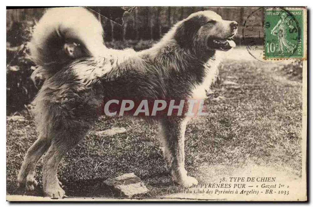 Reiner Pyrenäen-Hund — Gazost 1. — Club des Pyrénées à Argeles - Vorderseite
