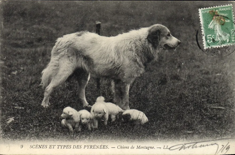 Cães de Montanha — LL — Cenas e Tipos dos Pirineus - Frente