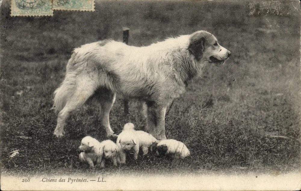 Cães dos Pirineus — LL. — n°208 - Frente