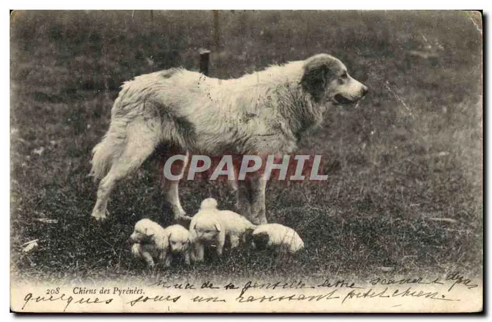 Chiens des Pyrénées — chien adulte avec chiots — éditeur : 'Quelques jours sous un havreant pétillant' (n° 208) - Frente