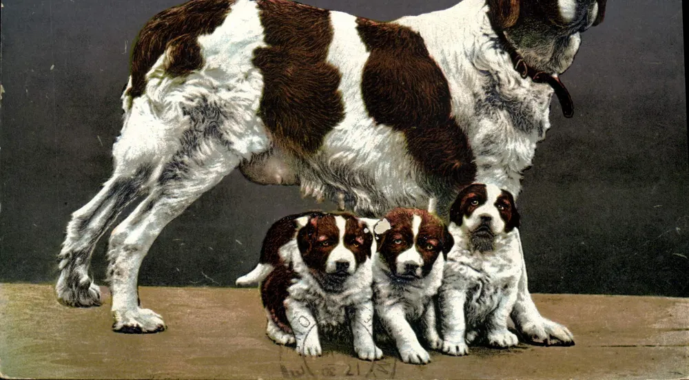 Cão e seus filhotes — Phototypic Co., Neuchâtel — n°2178 - Frente