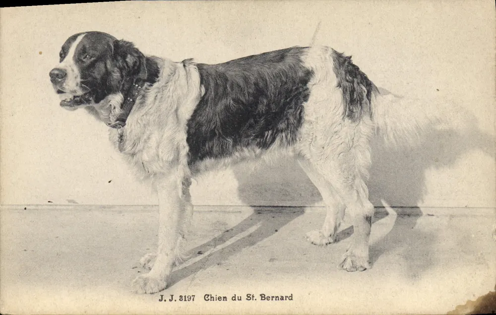 Cão do Santo Bernardo — J.J. 8197 — Juillien frères, Genebra - Frente