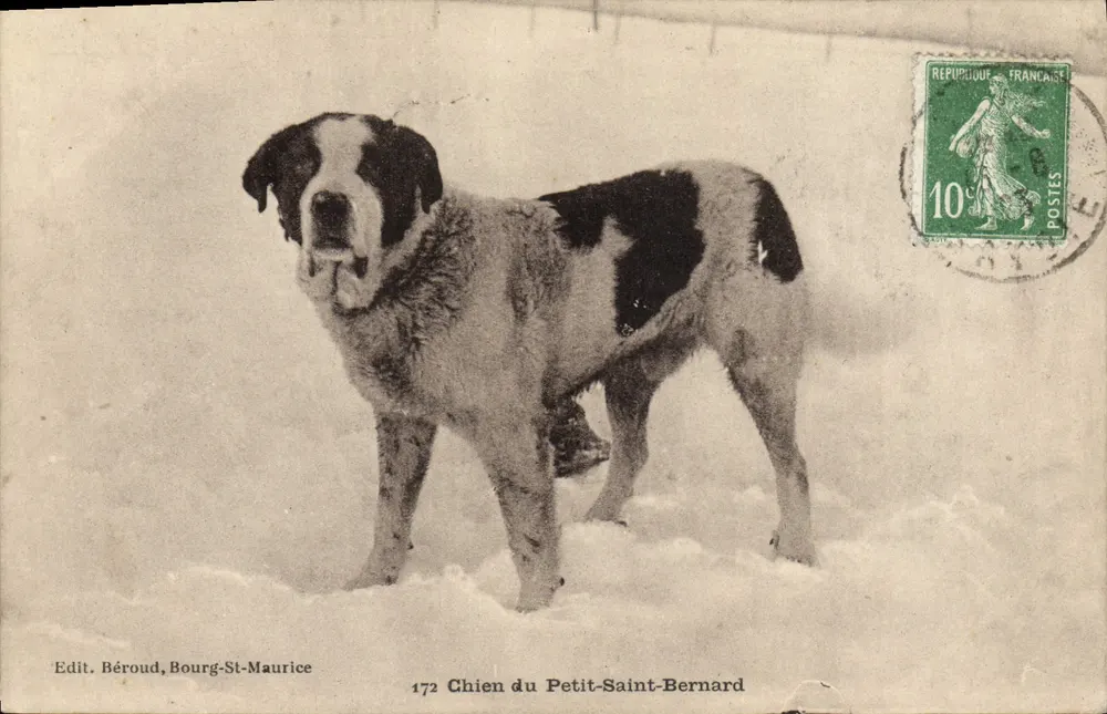 Cão do Petit-Saint-Bernard — edição Béroud, Bourg-St-Maurice, n°172 - Frente