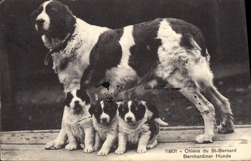 Cães do St-Bernard — série 11801 — Fototipia Cyp Neuchâtel - Frente