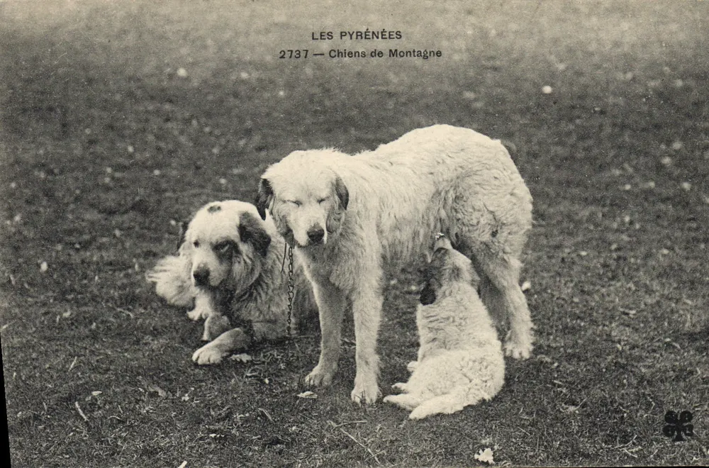 I Pirenei — Cani di Montagna — Editore non identificato, n° 2737 - Recto