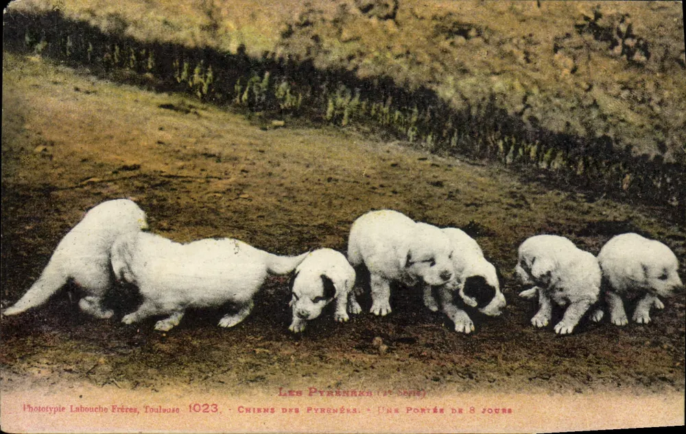 Pyrénées-Hunde — Eine Wurf von 8 Tagen — Phototypie Labouche Frères, Toulouse 1023 - Vorderseite