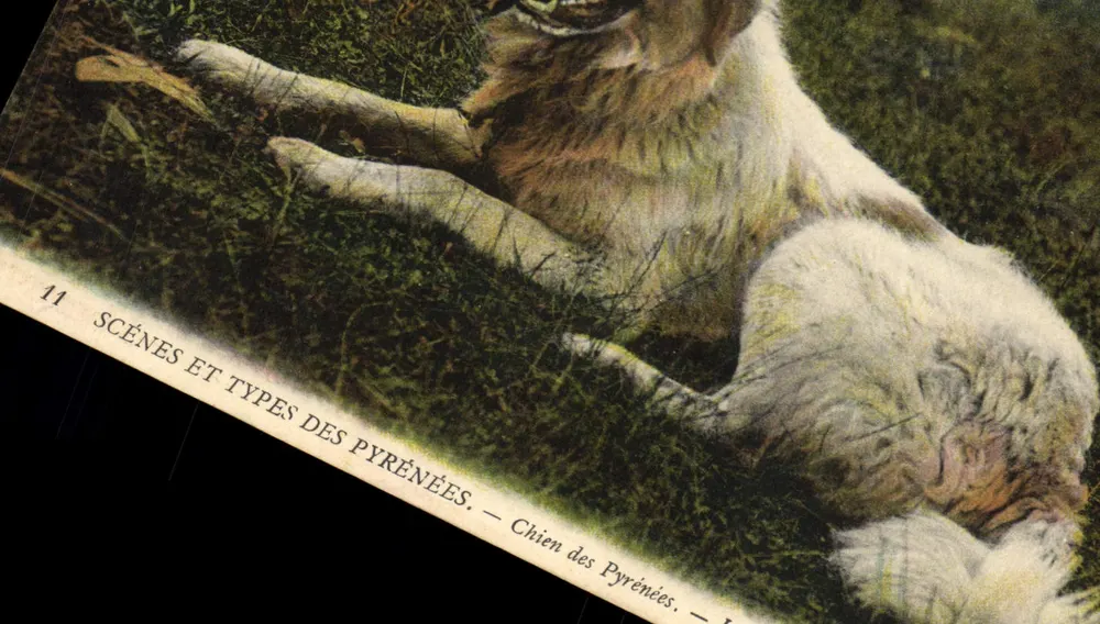 Chien des Pyrénées — Chien des Pyrénées. — Éditeur : Scènes et Types des Pyrénées, n° 11 - Frente