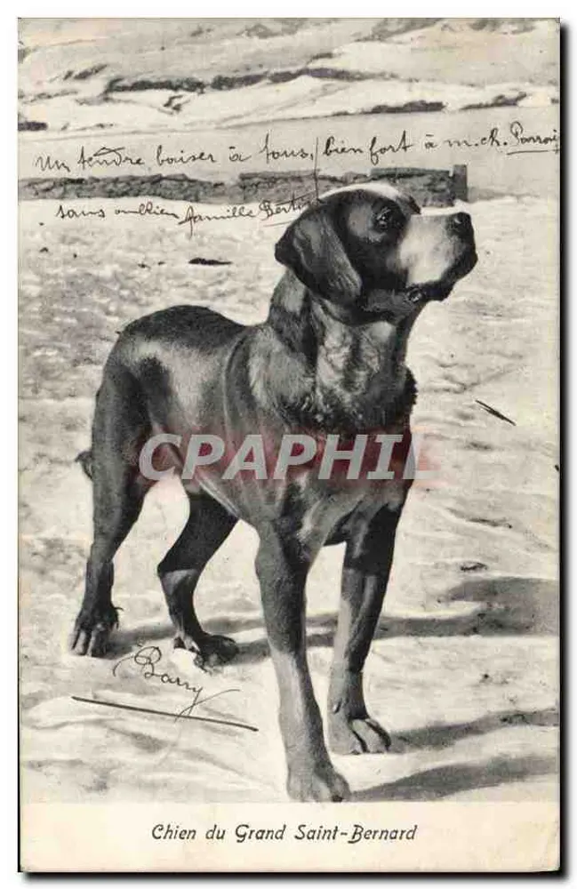Cão do Grande Saint-Bernard — editor A. Trilb & Cie, n° 2982 - Frente