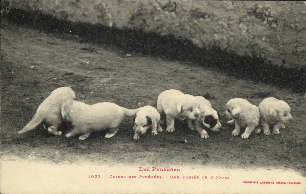 Die Pyrenäen — Pyrenäen-Hunde. Eine Wurf von 8 Tagen — Phototypie Labouche Frères, Toulouse - Vorderseite