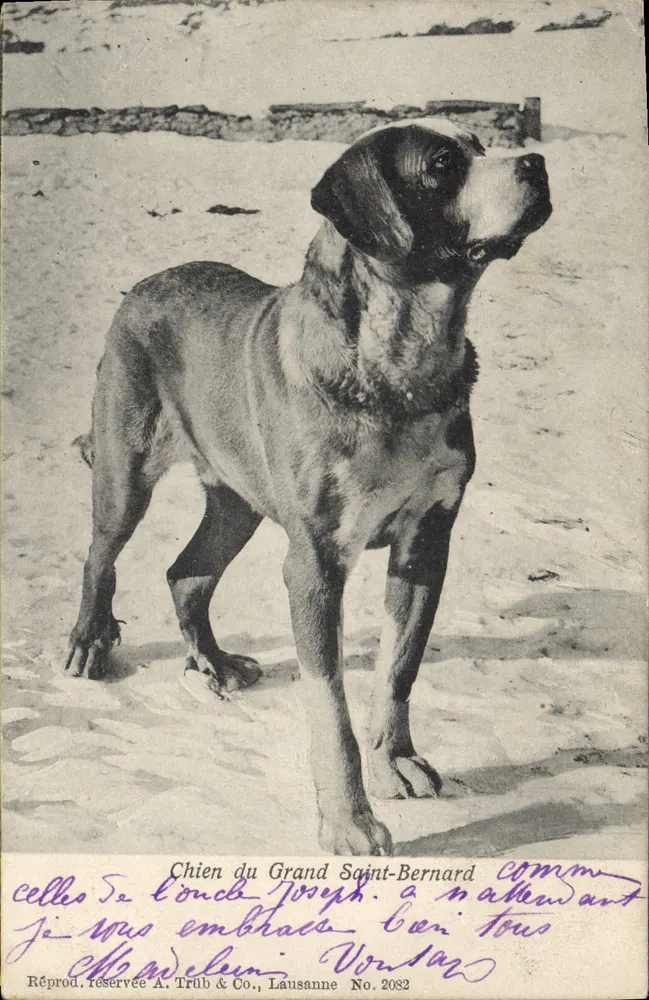 Cão do Grande Saint-Bernard — reprodução — A. Trüb & Co., Lausana N° 2082 - Frente