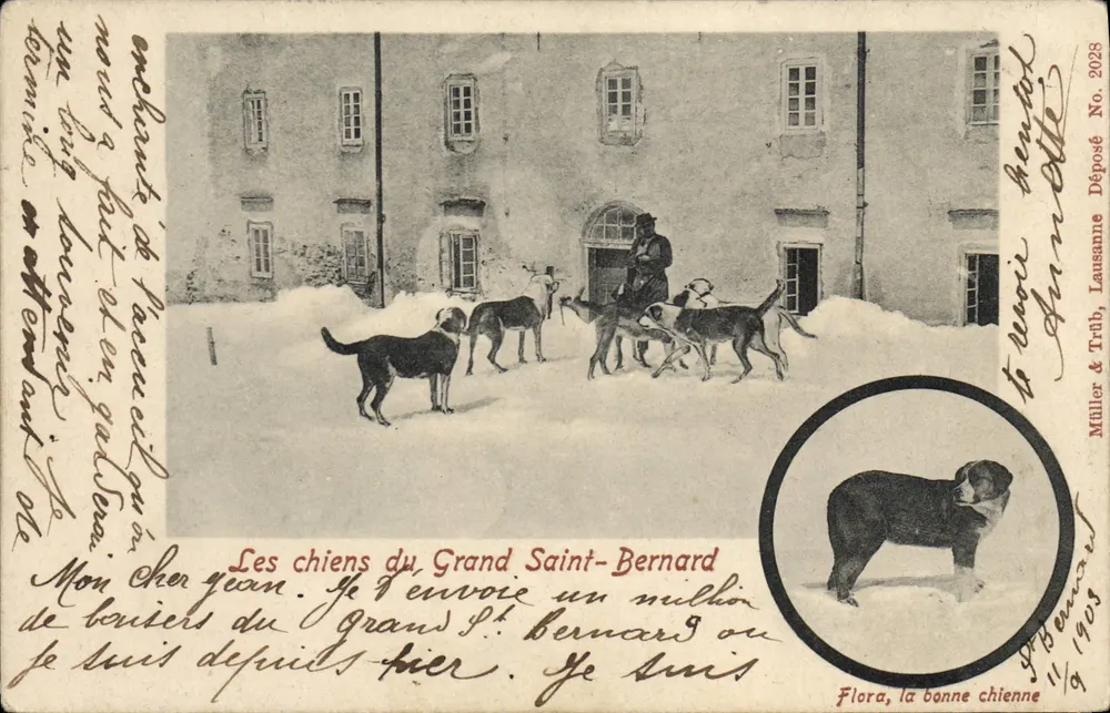 Die Hunde von Grand Saint-Bernard — Illustration mit Porträt von Flora — Verlag Müller & Trüb, Lausanne, Nr. 2028 - Vorderseite