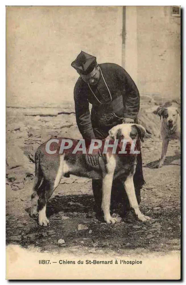 Cães do São Bernardo no asilo — série 11817 — Fototipia Dr., Neuchâtel - Frente