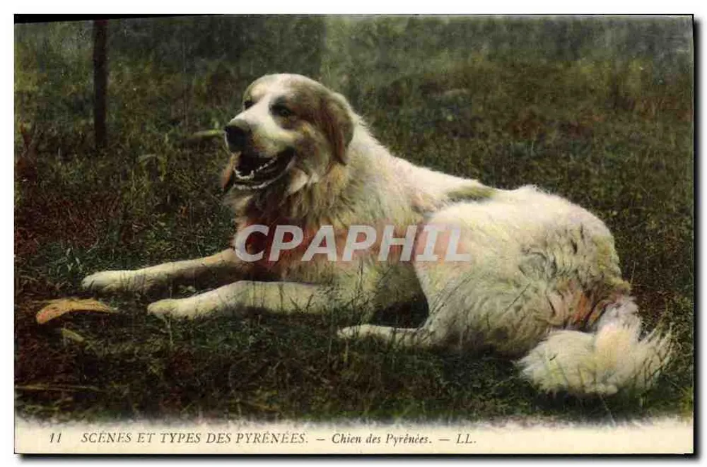 Cão dos Pirineus — Série 'Cenas e Tipos dos Pirineus' — LL. - Frente