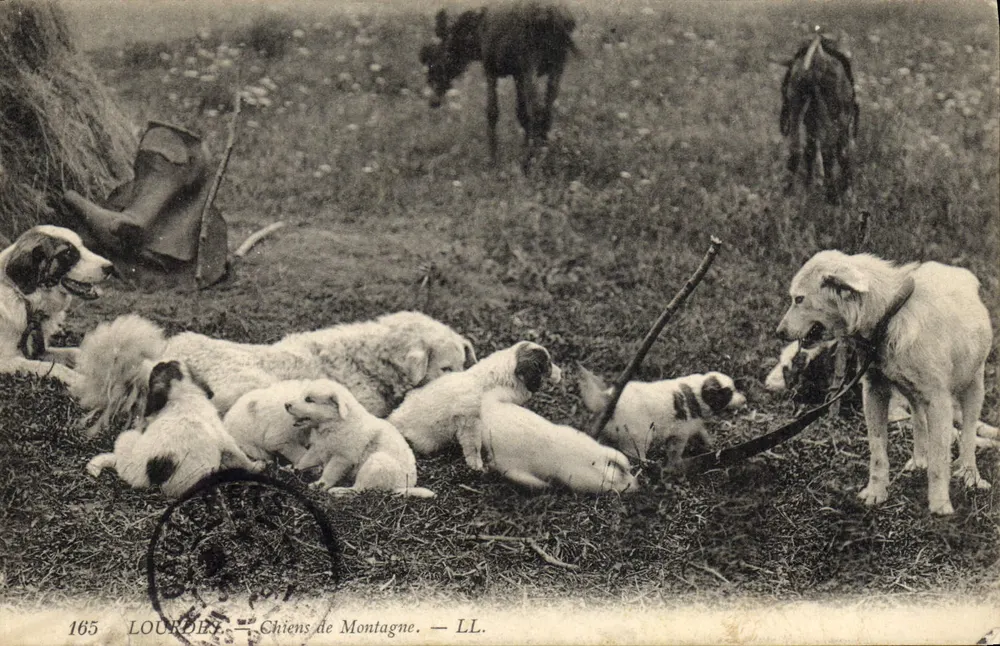 Lourdes — Cães de Montanha — LL. n°165 - Frente
