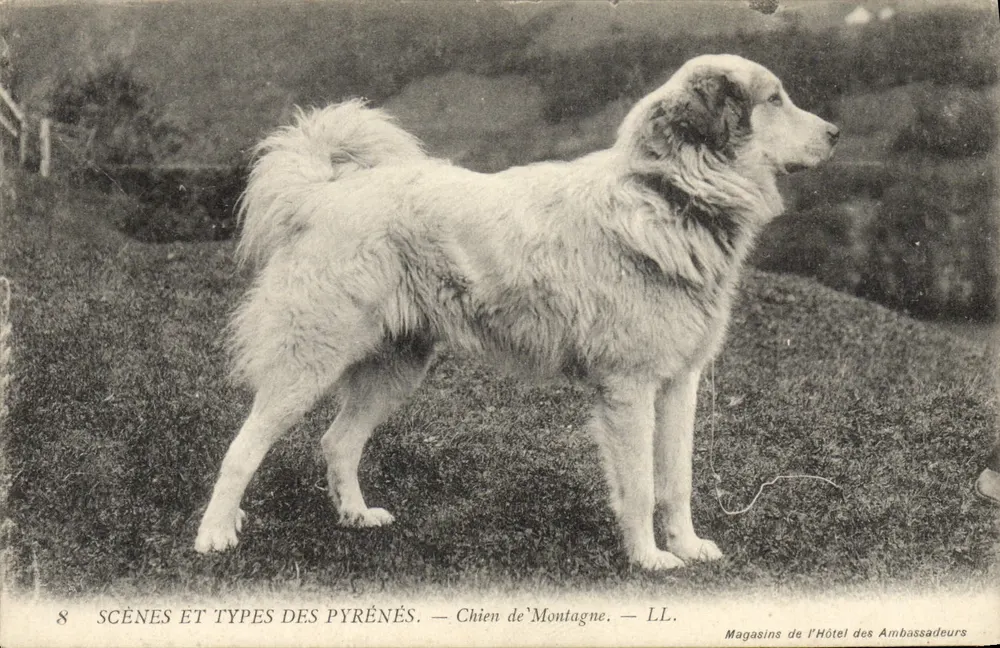 Bergschäferhund — Szenen und Typen der Pyrenäen — Magasins de l'Hôtel des Ambassadeurs - Vorderseite