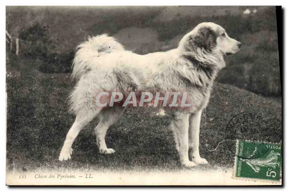 Cão das Pirineus — LL. — LL. - Frente