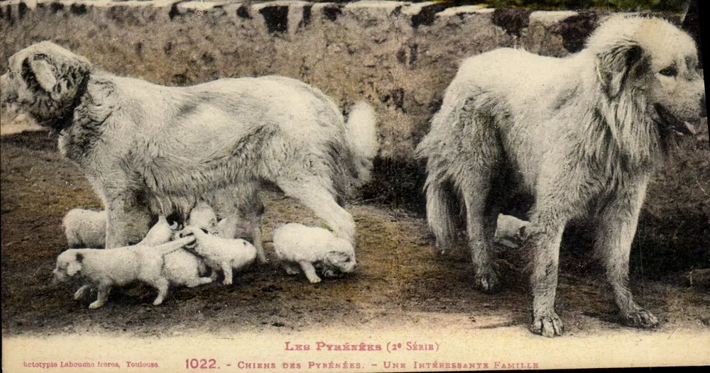 Pyrénées-Hunde — Eine interessante Familie — Labouche Brüder, Toulouse, 2. Serie, Nr. 1022 - Vorderseite