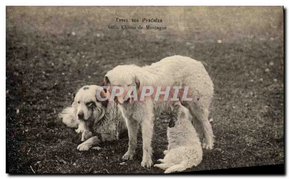 Cães de Montanha — Tipos das Pirineus 6485 — Editor não visível - Frente