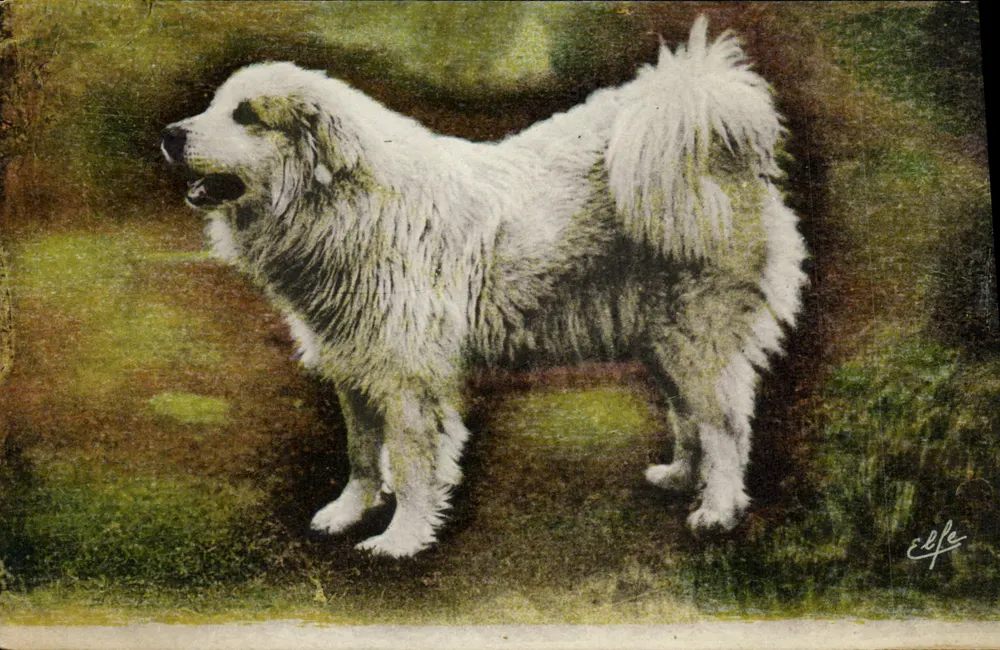 Cão de montanha — Editor: Tableaux Pyrénéens, n° 988 — Assinado 'Elle' - Frente