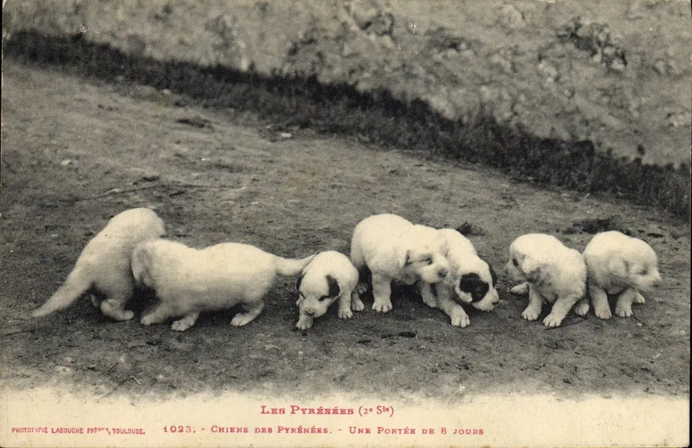 Pyrénées-Hunde — Eine Wurf von 8 Tagen — Phototypie Labouche, Toulouse, n°1023 - Vorderseite