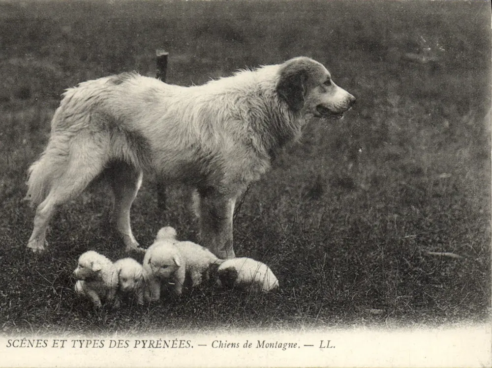 Cani di Montagna — LL. - Recto